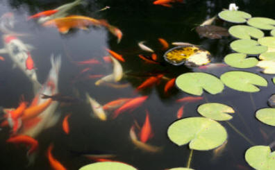 Care of your Pond Fish